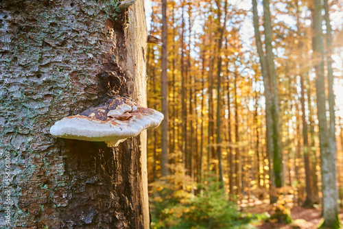 Red-belted conk (Fomitopsis pinicola) mushroom on a tree trunk; Bavaria, Germany