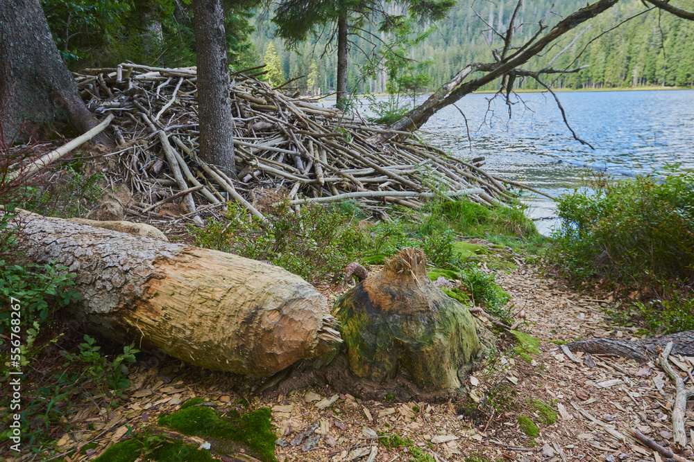A bitten off tree and a beavers lodge, Eurasian beaver (Castor fiber), next to lake Arbersee, Bavarian Forest National Park; Bavaria, Germany A bitten off tree and a beavers lodge, Eurasian beaver (Castor fiber), next to lake Arbersee, Bavarian Forest National Park; Bavaria, Germany