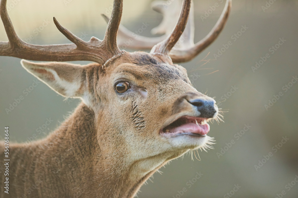 Fallow deer (Dama dama) buck portrait, captive; Bavaria, Germany Fallow deer (Dama dama) buck portrait, captive; Bavaria, Germany