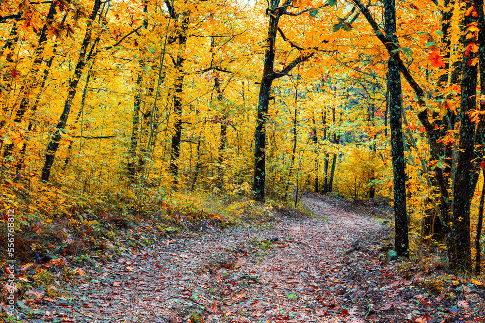 Naklejka premium Autumn scenery. Beautiful gold falls in the forest. Beautiful scene in a yellow autumn forest.