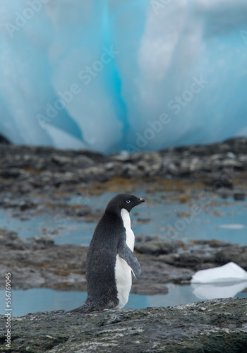 An Adelie penguin walks among blue ice bergy bits along the rocky shoreline at Brown Bluff, Antarctica. photo