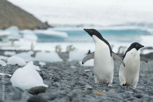 Groups of Adelie penguins walk along the shoreline at Brown Bluff, Antarctica.