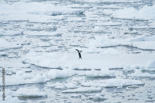 One lone Adelie penguin stands on top of pack ice in the French Passage off the coast of the Antarctic Peninsula.