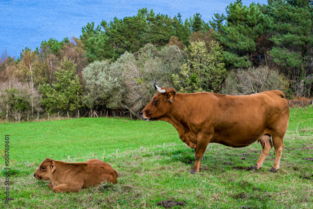 Vacas Vacas