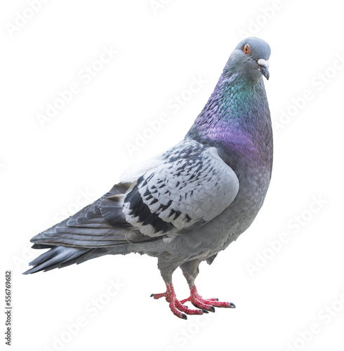 Photographie Isolated pigeon