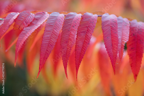 Red, orange and yellow colors appear on Sumac leaves in autumn. photo