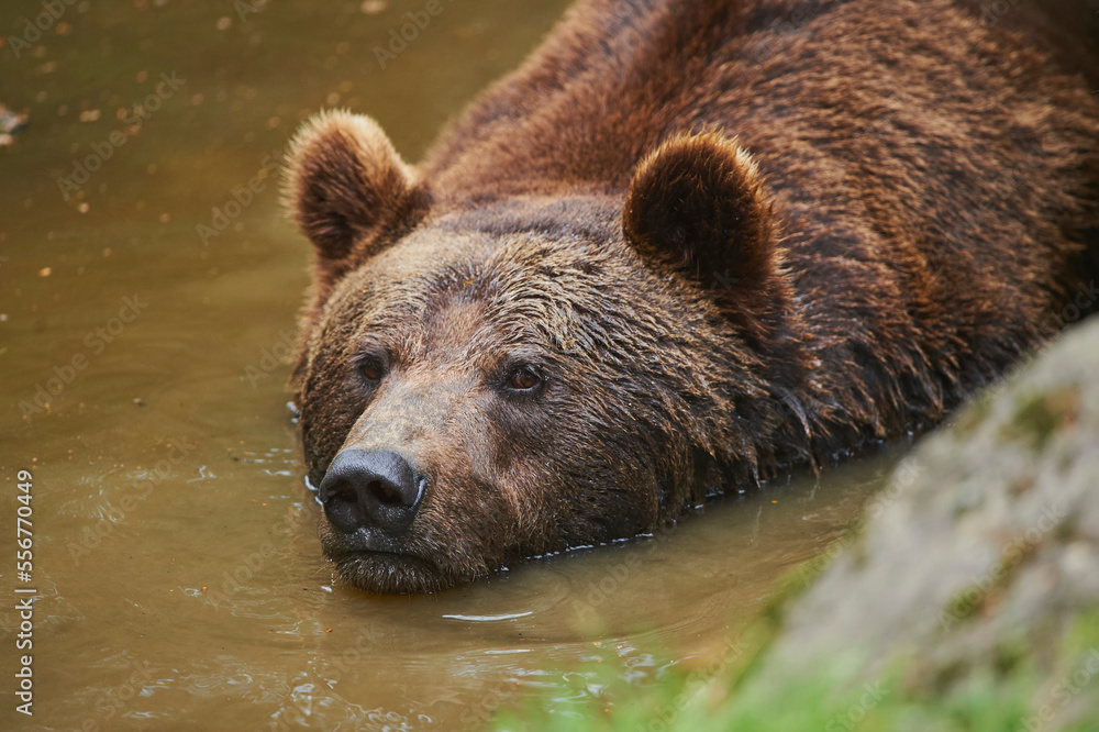 Eurasian brown bear (Ursus arctos arctos) at a pond, captive, Bavarian Forest National Park; Bavaria, Germany Eurasian brown bear (Ursus arctos arctos) at a pond, captive, Bavarian Forest National Park; Bavaria, Germany