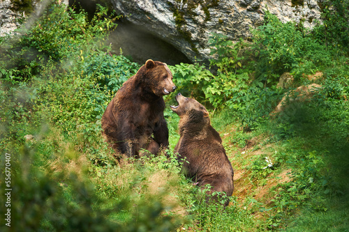 Eurasian brown bears (Ursus arctos arctos) fighting, captive, Bavarian Forest National Park; Bavaria, Germany photo