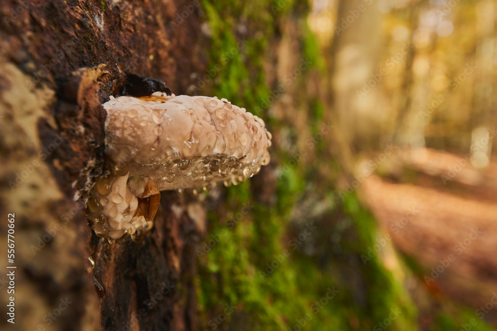 Red-belted conk (Fomitopsis pinicola) mushroom on a tree trunk; Bavaria, Germany Red-belted conk (Fomitopsis pinicola) mushroom on a tree trunk; Bavaria, Germany