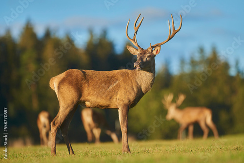 Red deer (Cervus elaphus) on a meadow, captive; Bavaria, Germany