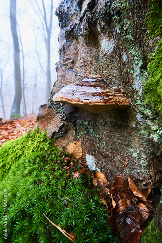 False tinder fungus or hoof fungus (Fomes fomentarius) on an old European beech (Fagus sylvatica) tree trunk, Kleine Fatra, Carpathian Mountains; Horna Suca, Slovakia photo