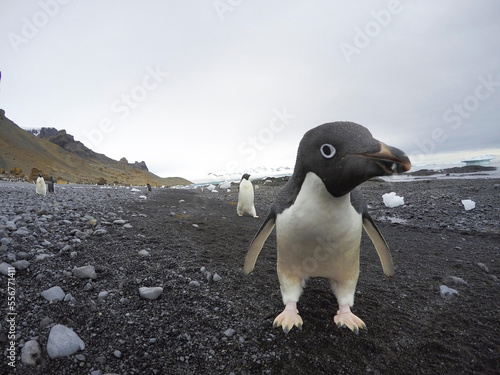 Close up portrait of an Adelie penguin at Brown Bluff, Antarctica. photo