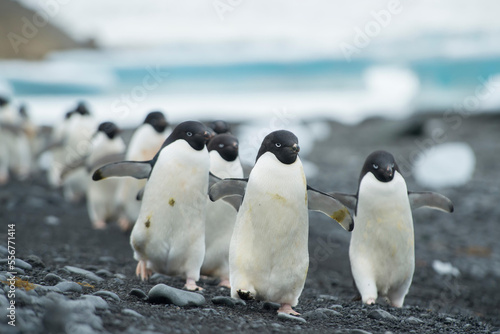 Groups of Adelie penguins walk along the shoreline at Brown Bluff, Antarctica.