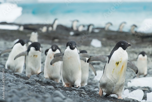 Groups of Adelie penguins walk along the shoreline at Brown Bluff, Antarctica.
