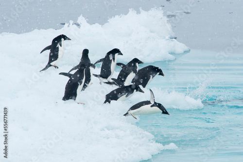 A group of Adelie penguins dive into the ocean from an iceberg in Antarctica.