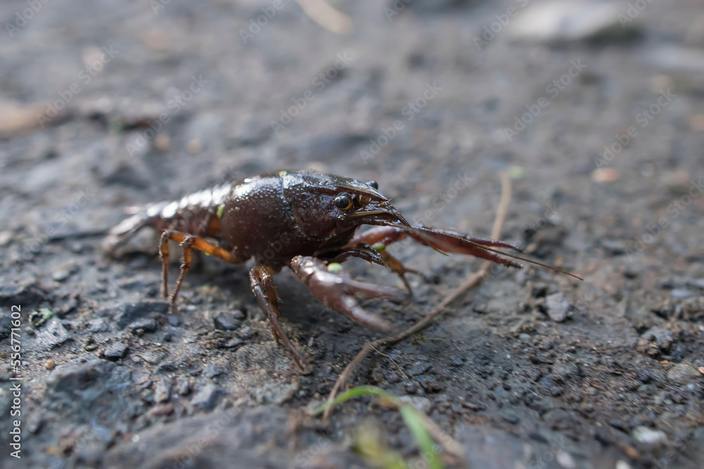 A freshwater crustacean known as a crayfish, walks along the ground. A freshwater crustacean known as a crayfish, walks along the ground.