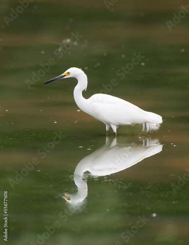 A Great egret reflects in the waters at Huntley Meadows Park. photo