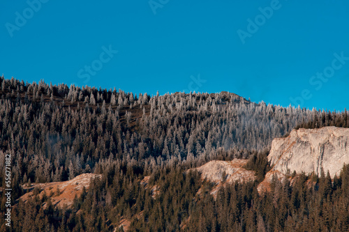 Winter landscape in Apuseni Mountains Romania pine forest