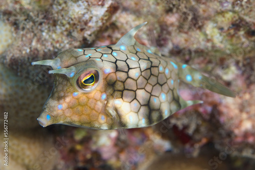Close-up of a Thornback Cowfish (Lactoria fornasini), Maui; Hawaii, United States of America photo