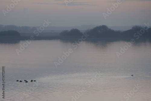 Ducks on a lake in the morning mist, one duck swimming away from the flock; Geersdijk, Zeeland, Netherlands photo