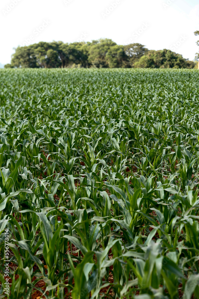 View of growing maize plantation. Brazil
