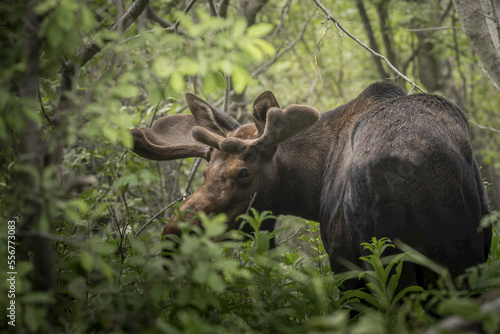 Bull moose (Alces alces) standing in the forest at the beginning stages of growing antler rack, looking over shoulder back at camera; Joint Base Elmendorf-Richardson, Alaska, United States of America photo