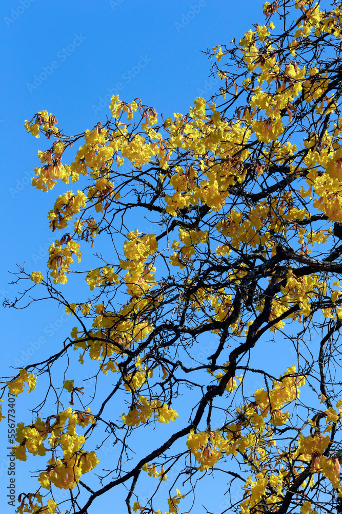 Closeup of yellow lapacho flowers, or ipe. Brazil Closeup of yellow lapacho flowers, or ipe. Brazil