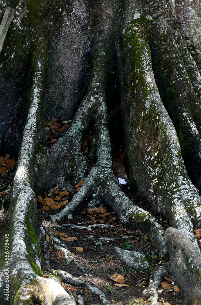 Tabular roots on tropical rainforest, Amazon, Brazil