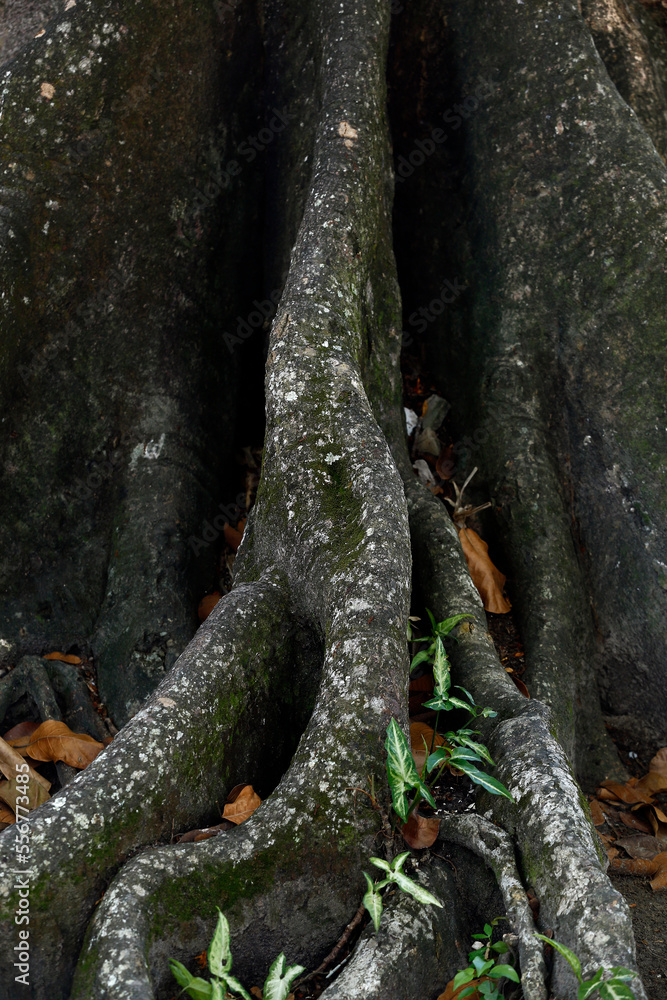Tabular roots on tropical rainforest, Amazon, Brazil Tabular roots on tropical rainforest, Amazon, Brazil