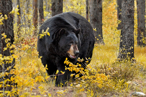 An American Black Bear (Ursus Americans) in a forest in autumn; Wyoming, United States of America photo