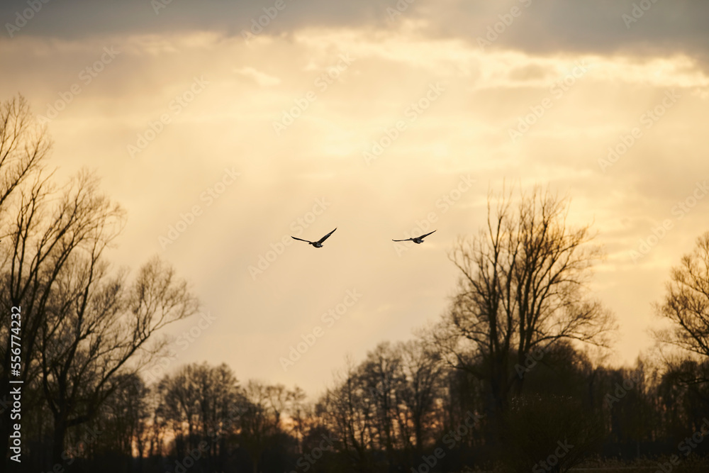 Flock of Greylag geese (Anser anser) in flight; Bavaria, Germany