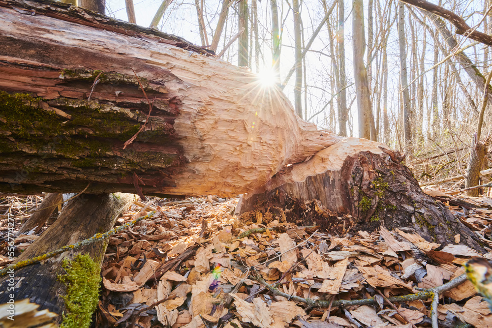 Tree bitten by a Eurasian beaver (Castor fiber) at Danubia river; Bavaria, Germany Tree bitten by a Eurasian beaver (Castor fiber) at Danubia river; Bavaria, Germany