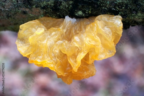 Interesting mushroom Tremella mesenterica (yellow brain, golden jelly fungus, yellow trembler), looking like orange jelly on the tree. It has healing properties. photo