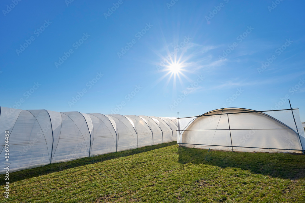 High tunnel greenhouses in a grass field with a blue sky and sunburst in spring; Hesse, Germany High tunnel greenhouses in a grass field with a blue sky and sunburst in spring; Hesse, Germany