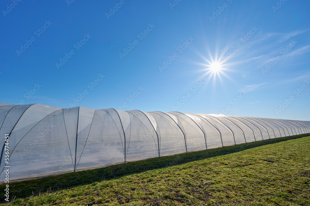 High tunnel greenhouse in a grass field with a blue sky and sunburst in spring; Hesse, Germany High tunnel greenhouse in a grass field with a blue sky and sunburst in spring; Hesse, Germany