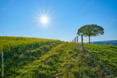 Field of flowering mustard plants (Brassica) next to a footpath and grass meadow with a lone tree against a clear blue sky with sun; Odenwald, Hesse, Germany photo