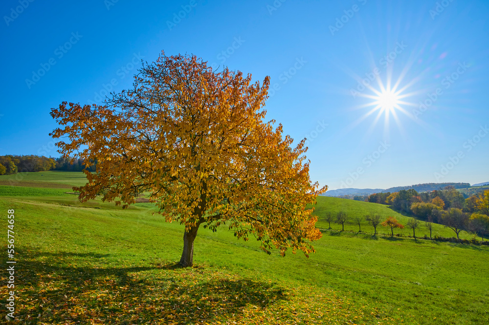 Cherry tree in autumn colours with bright sunburst in a blue sky; Odenwald, Hesse, Germany Cherry tree in autumn colours with bright sunburst in a blue sky; Odenwald, Hesse, Germany