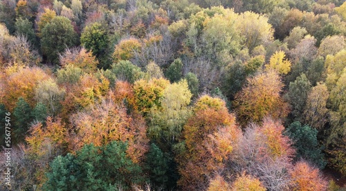 colorful autumn forest