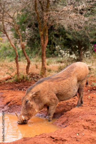 Warthog (Phacochoerus africanus) drinking at a waterhole at the Sheldrick Wildlife Trust's Elephant Orphanage; Nairobi, Kenya photo