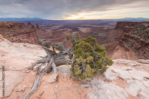 A Singleleaf Ash tree grows on the edge of Buck Canyon, in Canyonlands National Park, Utah. photo