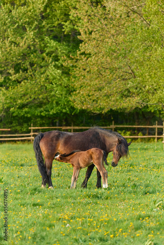 Foal suckling mare (Equus ferus caballus) standing in a green pasture in spring; Europe