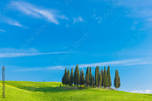 Group of Cypress trees near San Quirico d'Orcia, Tuscany, Italy; Tuscany, Italy
