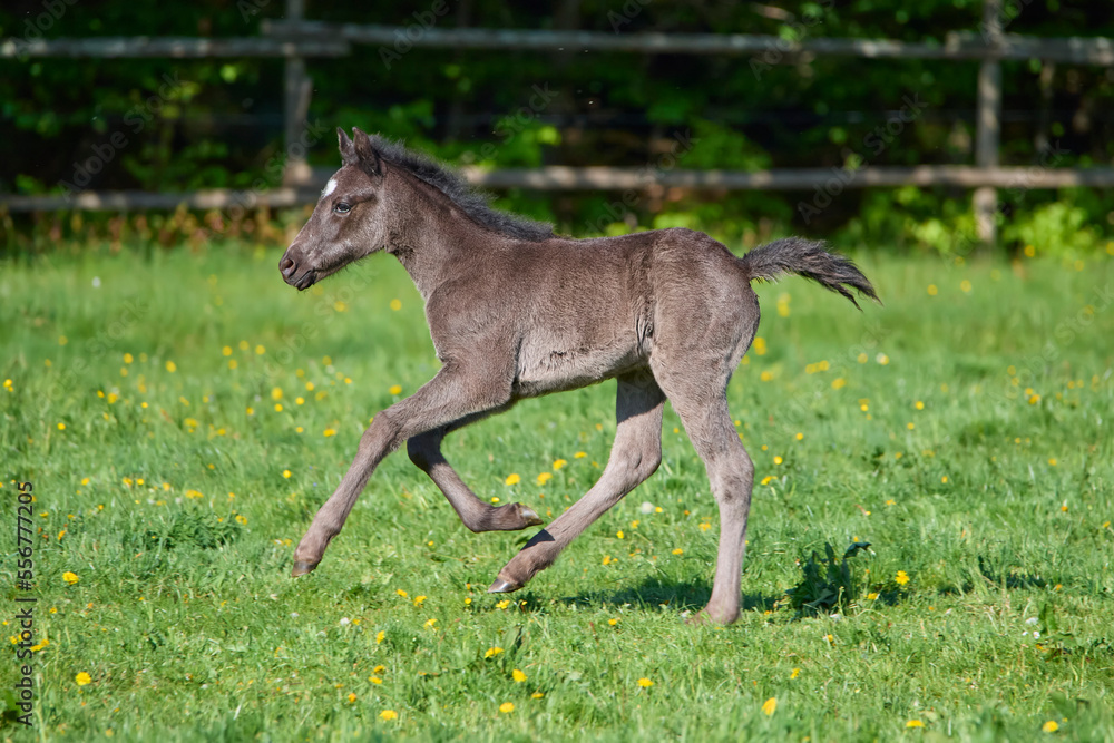 Foal running on pasture in springtime; Odenwald, Baden-Wurttemberg, Germany Foal running on pasture in springtime; Odenwald, Baden-Wurttemberg, Germany