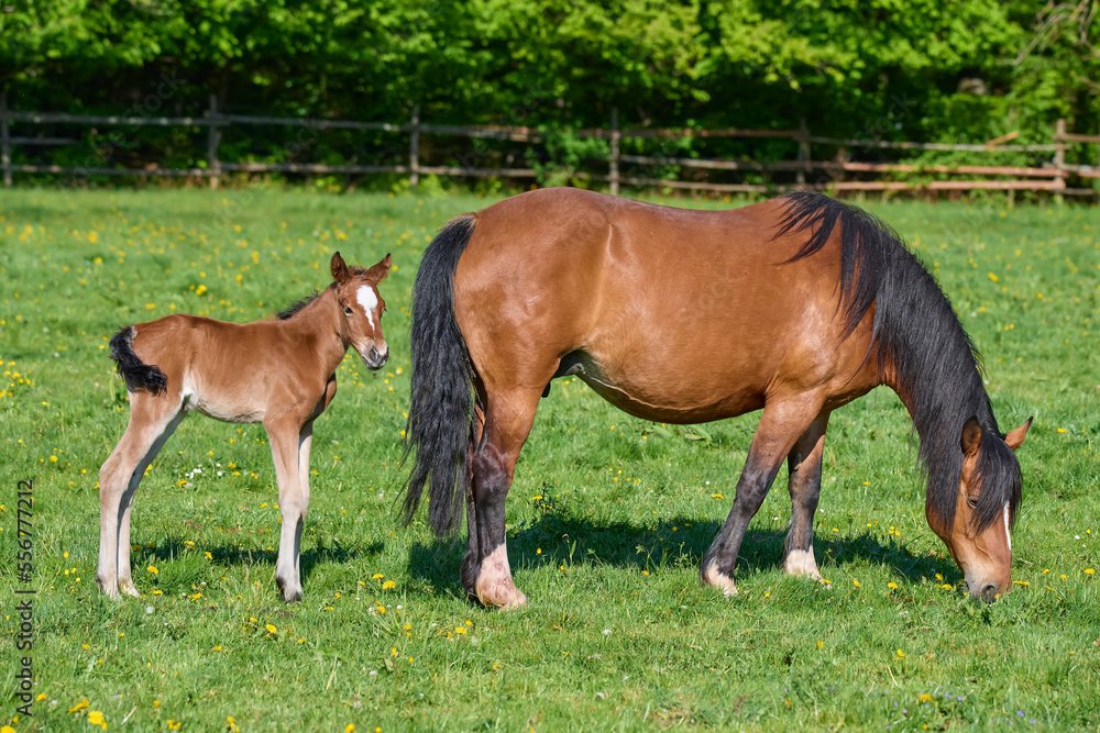 Mare and foal horses on pasture in springtime; Odenwald, Baden-Wurttemberg, Germany Mare and foal horses on pasture in springtime; Odenwald, Baden-Wurttemberg, Germany