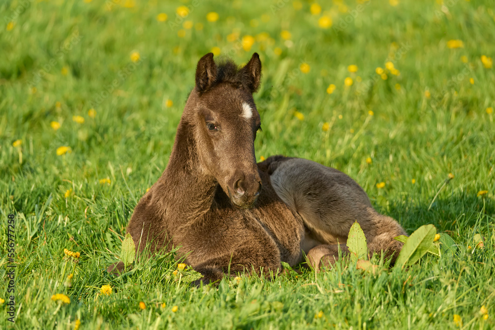 Foal lying on a pasture in springtime; Odenwald, Baden-Wurttemberg, Germany Foal lying on a pasture in springtime; Odenwald, Baden-Wurttemberg, Germany