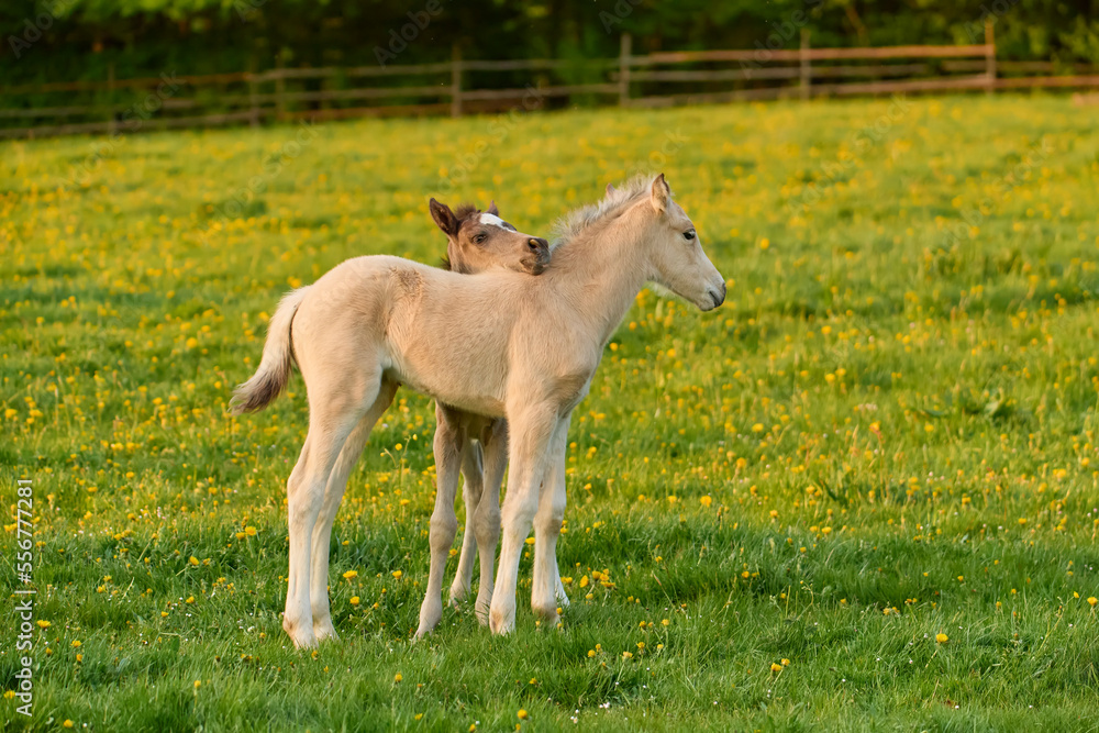 Two foals on a pasture in springtime; Odenwald, Baden-Wurttemberg, Germany Two foals on a pasture in springtime; Odenwald, Baden-Wurttemberg, Germany
