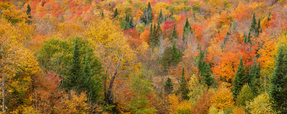 Vibrant autumn coloured foliage in a forest in the Laurentides; Quebec, Canada Vibrant autumn coloured foliage in a forest in the Laurentides; Quebec, Canada
