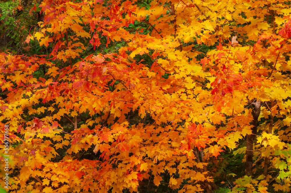 Vibrant autumn coloured foliage on trees in the Laurentides; Quebec, Canada Vibrant autumn coloured foliage on trees in the Laurentides; Quebec, Canada