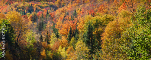 Vibrant autumn coloured foliage in a forest in the Laurentides; Quebec, Canada photo