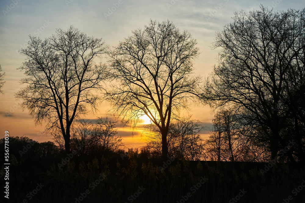 Silhouetted trees with a glowing sun at sunset; Bavaria, Germany Silhouetted trees with a glowing sun at sunset; Bavaria, Germany